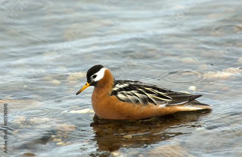 Rosse Franjepoot; Grey Phalarope; Phalaropus fulicarius photo