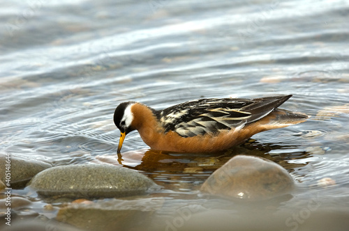 Rosse Franjepoot; Grey Phalarope; Phalaropus fulicarius photo