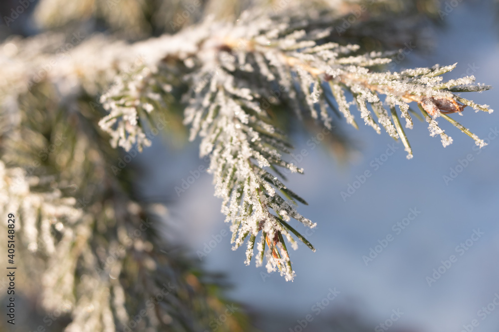 Green branches of a Christmas tree, covered with snow in winter, on a sunny day. Green branches of a Christmas tree, covered with snow in winter, on a sunny day.