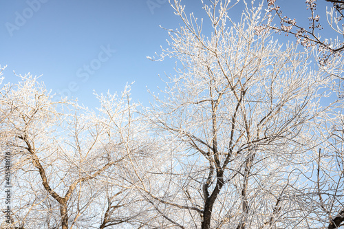 Branches of trees covered with white frost against the blue sky, winter landscape. © Prikhodko