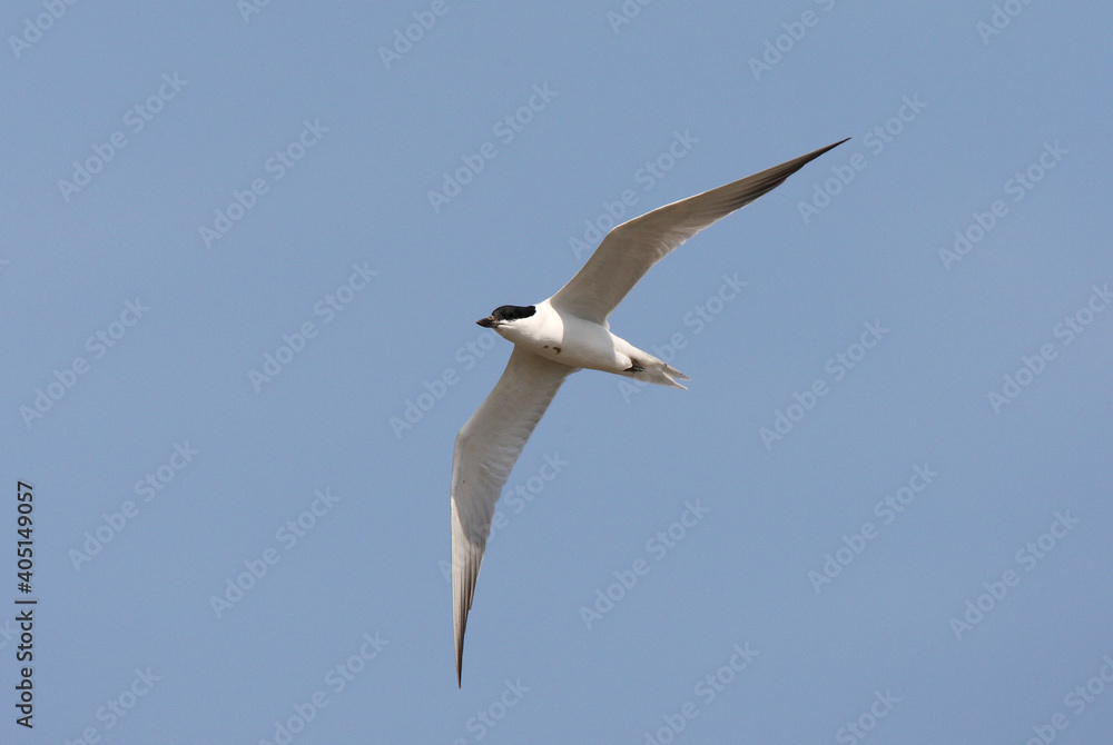 Lachstern, Gull-billed Tern, Gelochelidon nilotica Lachstern, Gull-billed Tern, Gelochelidon nilotica