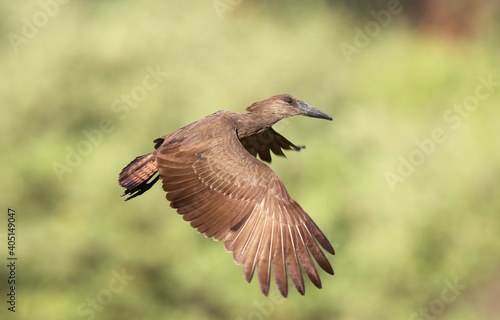 Hamerkop, Hamerkop, Scopus umbretta © AGAMI