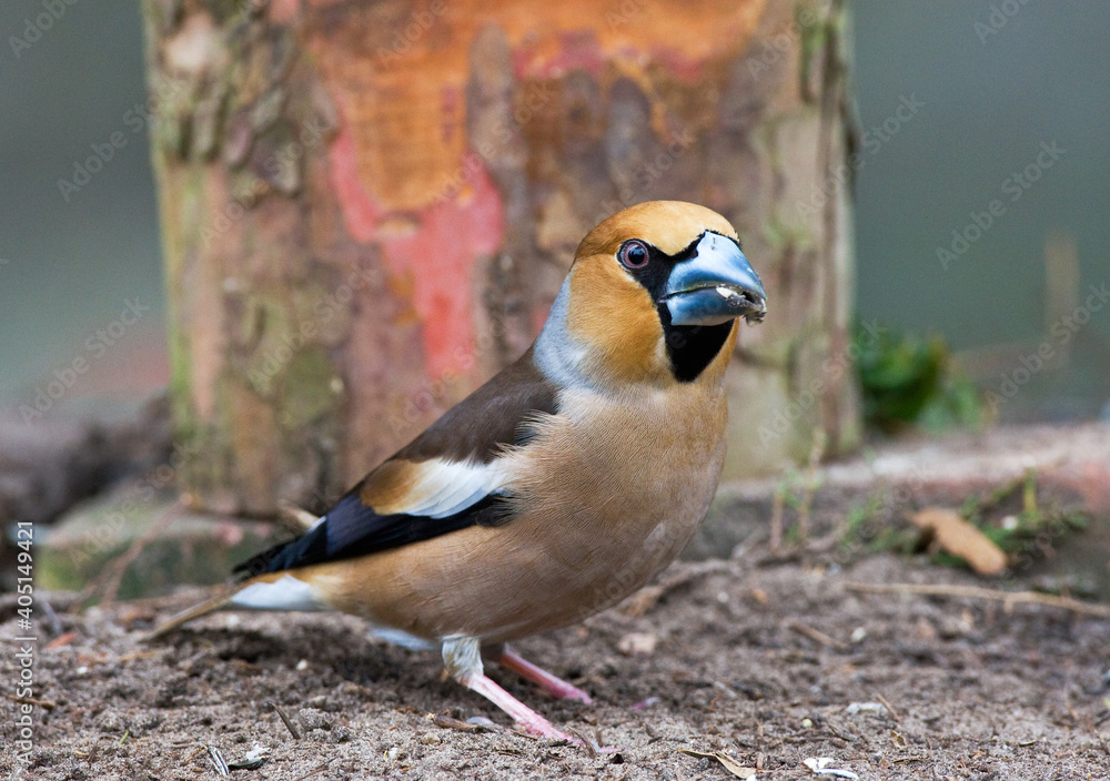Fototapeta premium Appelvink, Hawfinch, Coccothraustes coccothraustes