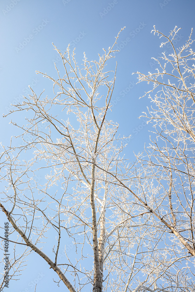Branches of trees covered with white frost against the blue sky, winter landscape. Branches of trees covered with white frost against the blue sky, winter landscape.