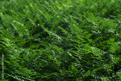 Blurs. Thickets of dark green ferns. Organic texture. Natural background. Selective focus