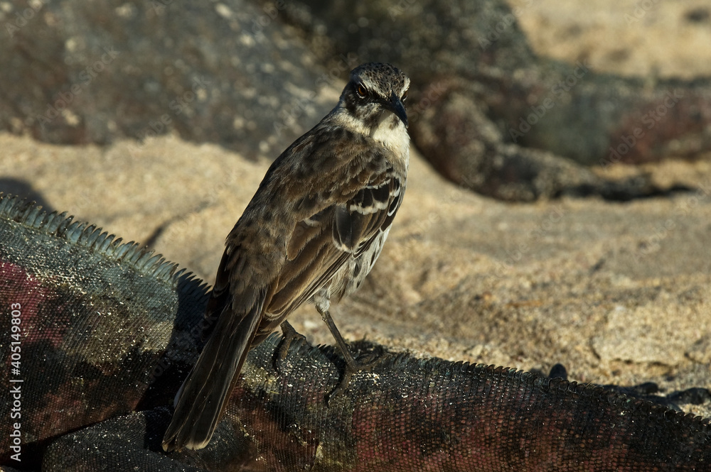 Fototapeta premium Kapspotlijster, Hood Mockingbird, Mimus macdonaldi