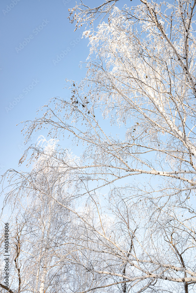 Branches of trees covered with white frost against the blue sky, winter landscape. Branches of trees covered with white frost against the blue sky, winter landscape.