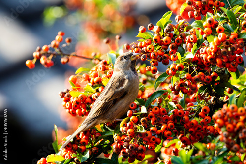 Huismus, House Sparrow, Passer domesticus photo