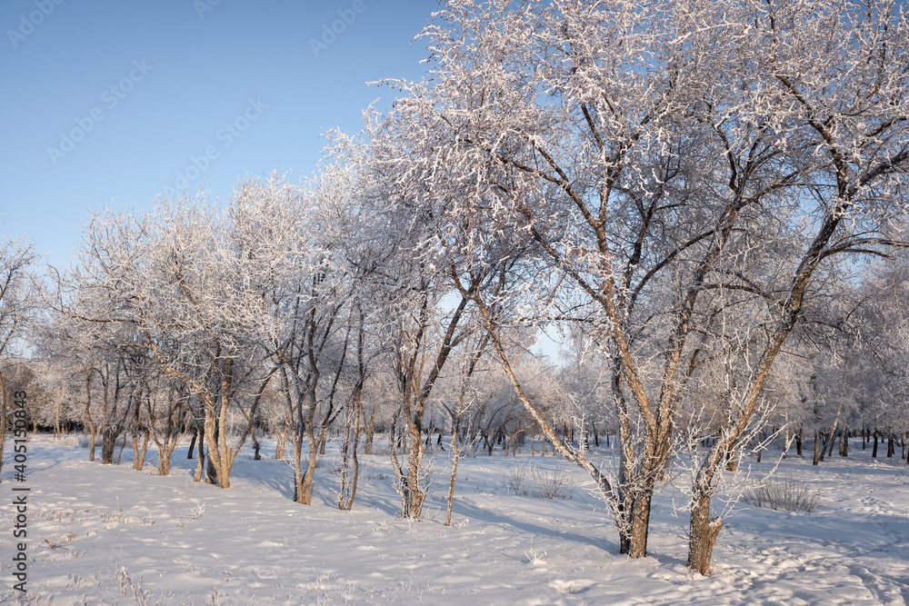 winter landscape park trees rime against the sky winter landscape park trees rime against the sky
