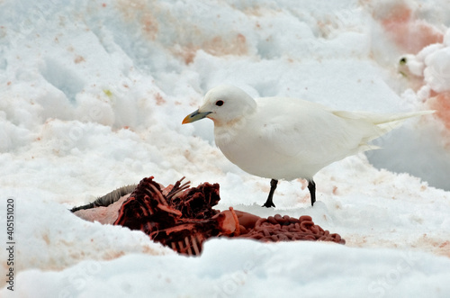 Ivory Gull, Ivoormeeuw, Pagophila eburnea photo