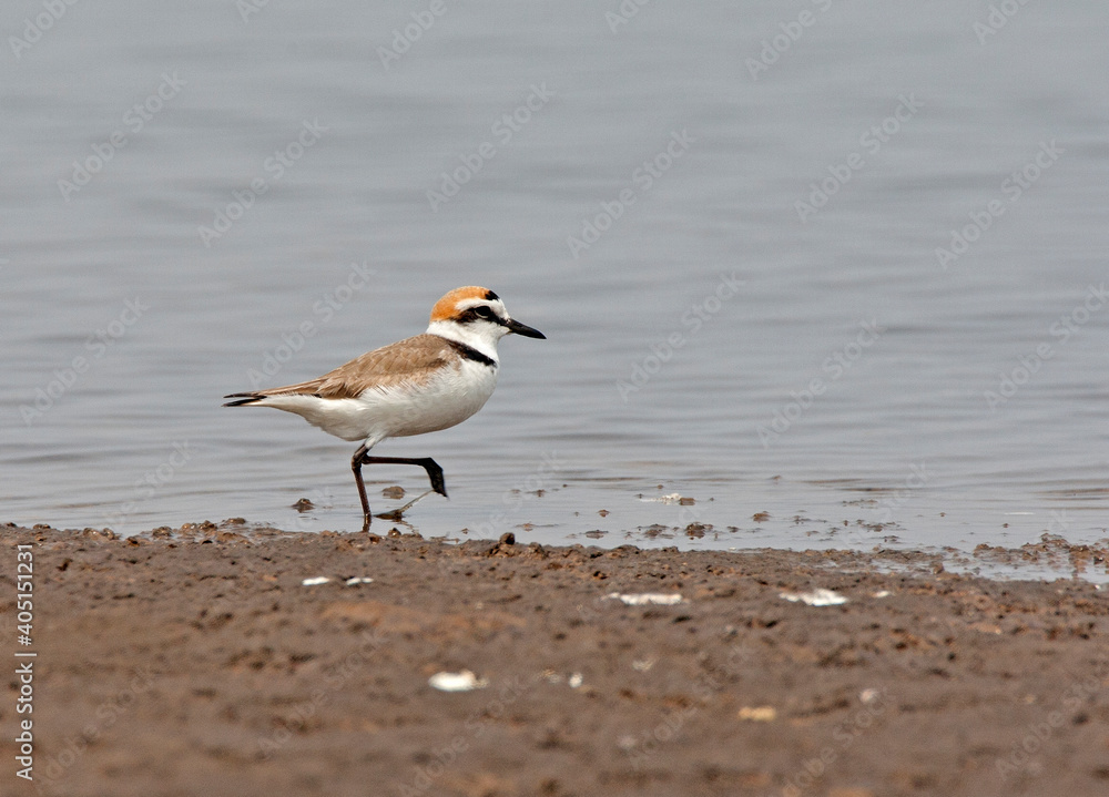 Strandplevier; Kentish Plover; Charadrius alexandrinus Strandplevier; Kentish Plover; Charadrius alexandrinus