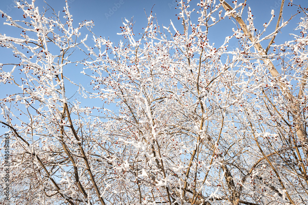 Branches of trees covered with white frost against the blue sky, winter landscape. Branches of trees covered with white frost against the blue sky, winter landscape.