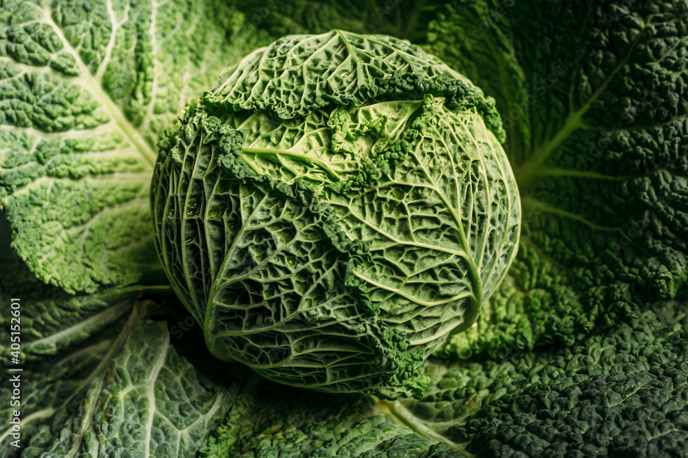 Fototapeta premium Still life of savoy cabbage closeup
