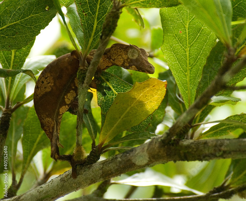 Leaf-tailed Gecko, Bladstaartgekko, Uroplatus henkeli photo