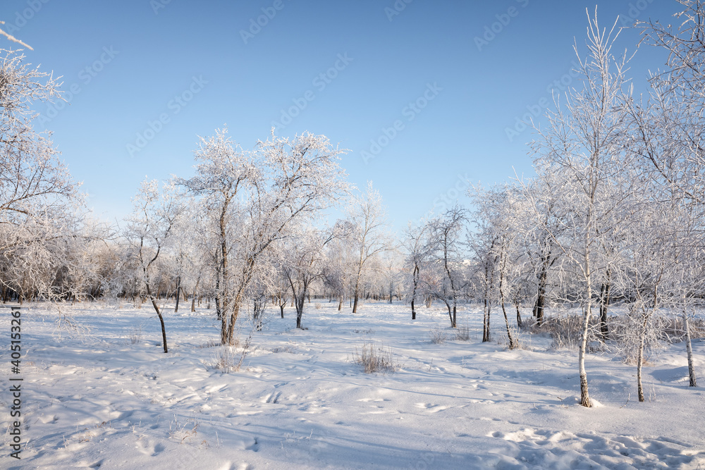 winter landscape park trees rime against the sky winter landscape park trees rime against the sky