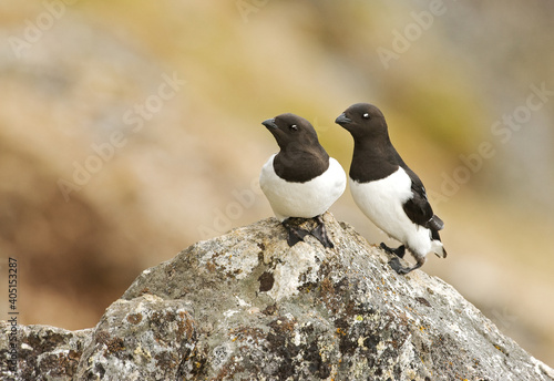 Little Auk, Kleine Alk, Alle alle photo