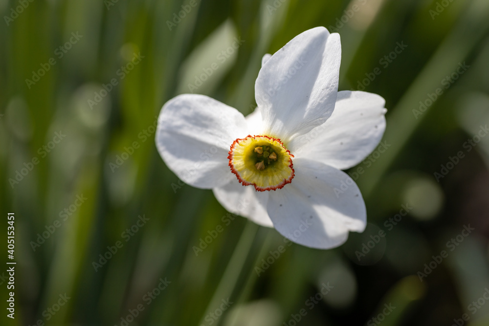 Obraz premium White narcissus flower on a background of green leaves in sunny weather. Detailed macro view.