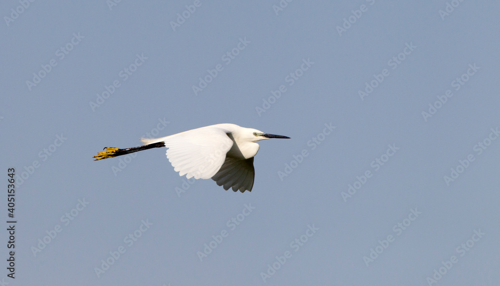 Obraz premium Kleine Zilverreiger; Little Egret; Egretta garzetta