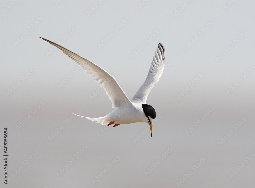 Dwergstern, Little Tern, Sternula albifrons