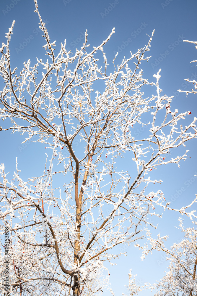 Branches of trees covered with white frost against the blue sky, winter landscape. Branches of trees covered with white frost against the blue sky, winter landscape.