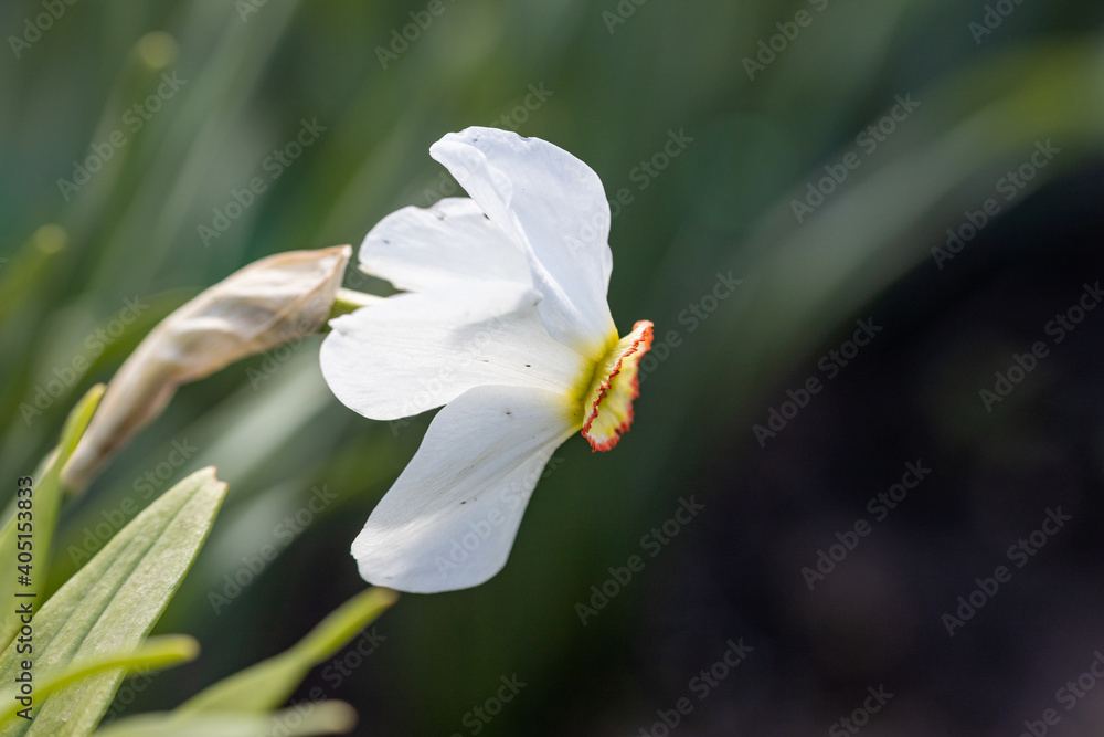 Obraz premium White narcissus flower on a background of green leaves in sunny weather. Detailed macro view.