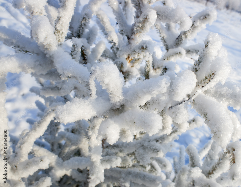 Christmas tree branches in the snow close-up winter mood Christmas tree branches in the snow close-up winter mood