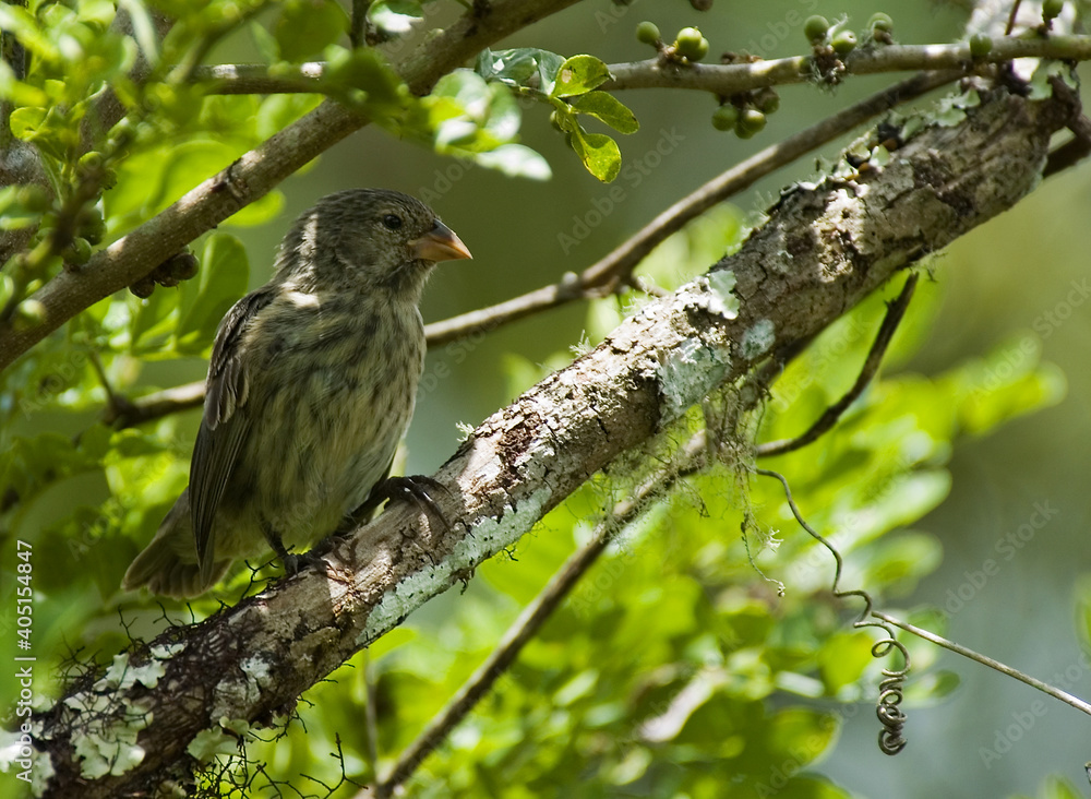 Medium Ground-Finch, Middelste Grondvink, Geospiza fortis Medium Ground-Finch, Middelste Grondvink, Geospiza fortis