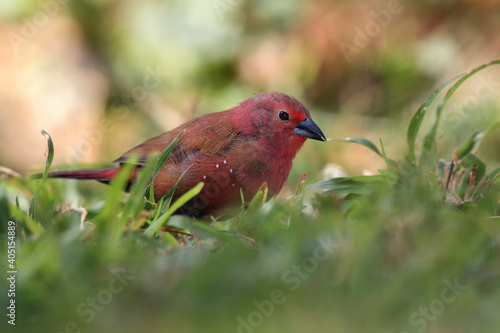 The red-billed firefinch or Senegal firefinch (Lagonosticta senegala) sitting in green grass.Little red passerine in the green grass on the ground. photo