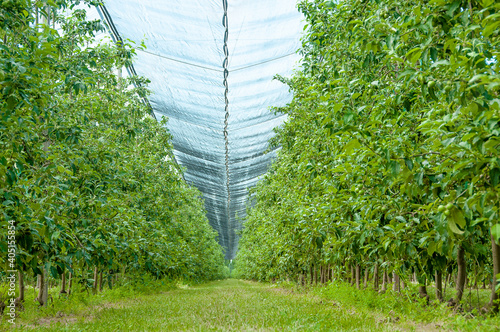 Spring apple garden with green apples. Apple tree alley with cherished. Nnatural  raw fruit products.  Garden grid for protekt fruits.  Unripe apples. photo