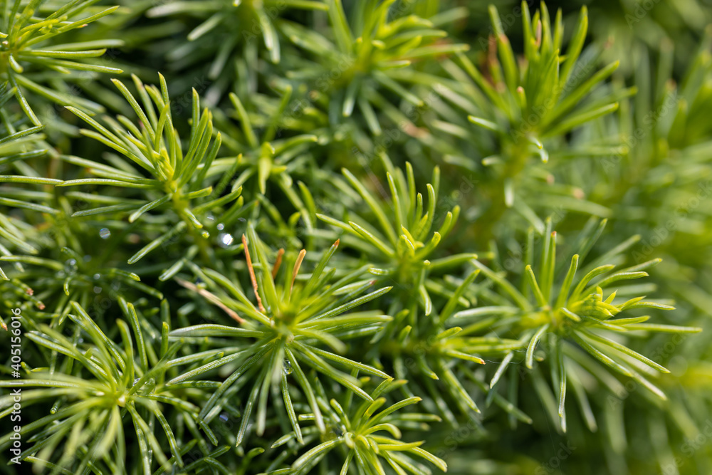 Fir tree green needles. Detailed macro view. Fir tree green needles. Detailed macro view.
