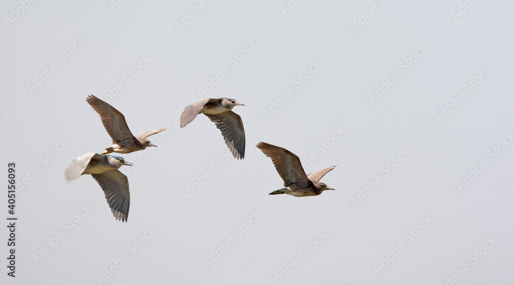Kwak, Black-crowned Night Heron, Nycticorax nycticorax Kwak, Black-crowned Night Heron, Nycticorax nycticorax