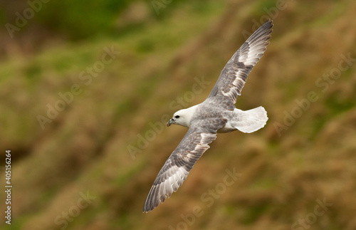 Tableau sur toile Noordse Stormvogel, Northern Fulmar, Fulmarus glacialis