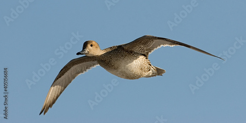 Northern Pintail, Pijlstaart, Anas acuta photo