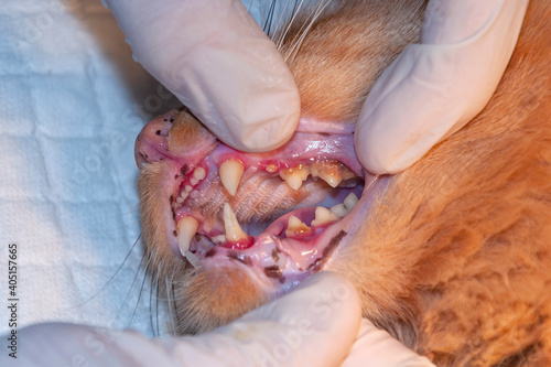 Professional veterinarian examining cat's teeth in clinic. The cat has diseased teeth (concept veterinary stomatology, pet care)