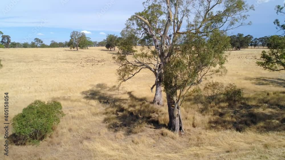 SLow rise over gum tree and yellow grasslands revealing the horizon SLow rise over gum tree and yellow grasslands revealing the horizon