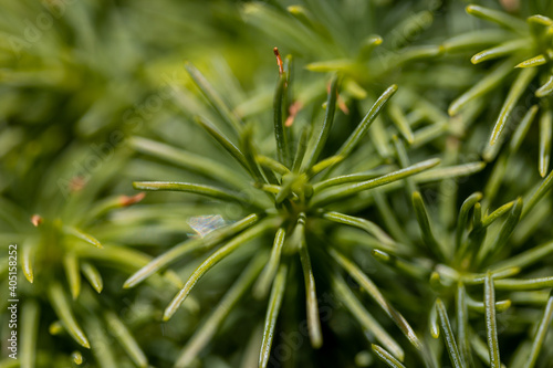 Fir tree green needles. Detailed macro view.