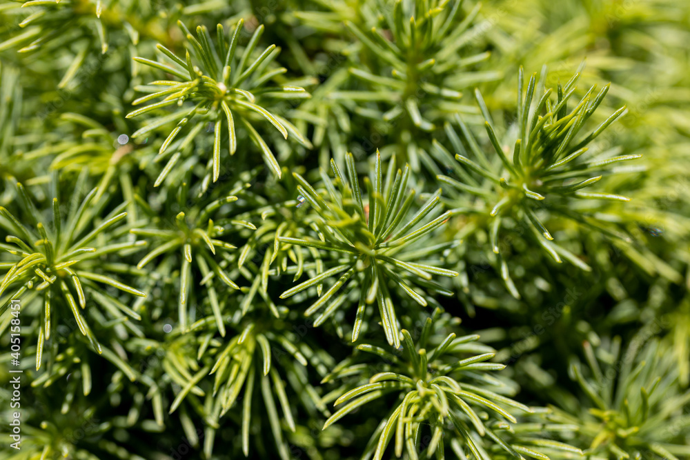 Fir tree green needles. Detailed macro view.