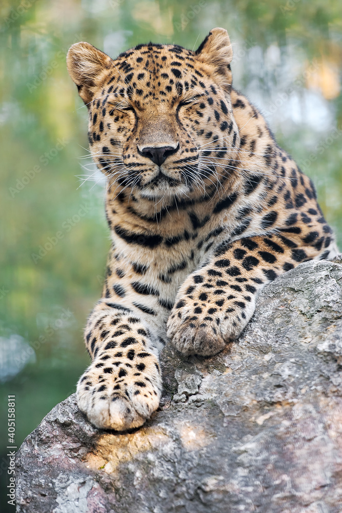 Obraz premium Amur leopard is a leopard subspecies native to the Primorye region of southeastern Russia and northern China. Beautiful feline and carnivore. Kind of big cats species. Panthera pardus orientalis