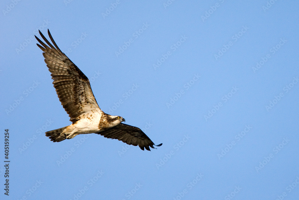 Fototapeta premium Visarend, Osprey, Pandion heliaetus