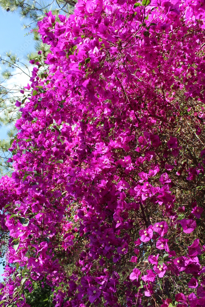 Pink bougainvillea tree.