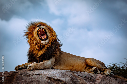 Tela roaring male lion on rock