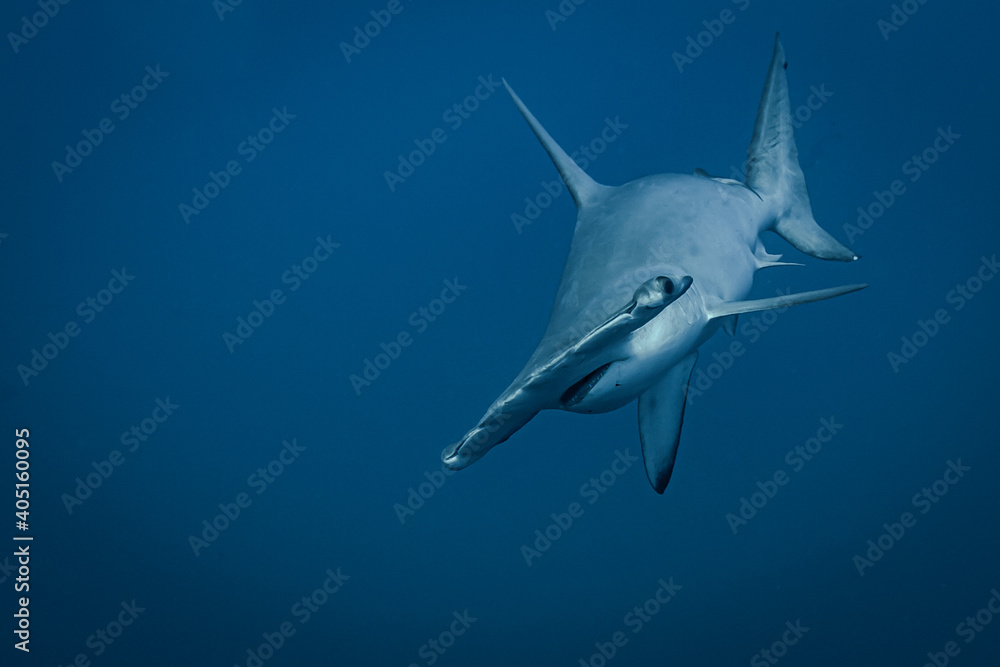Approaching Hammerhead Shark  - obrazy, fototapety, plakaty 