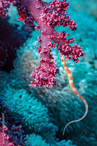 Sea needle