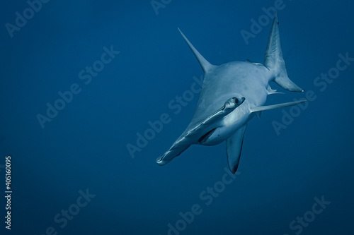 Approaching Hammerhead Shark 