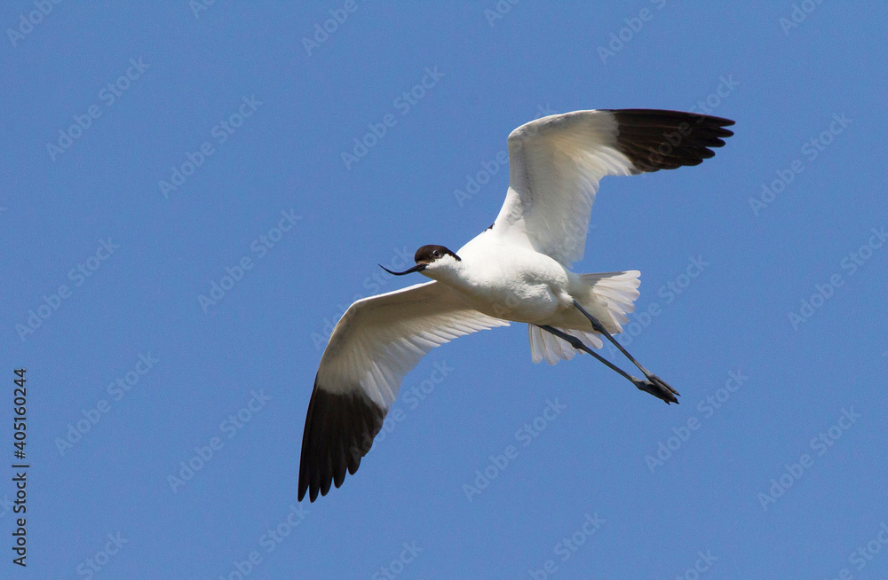 Fototapeta premium Kluut, Pied Avocet, Recurvirostra avosetta