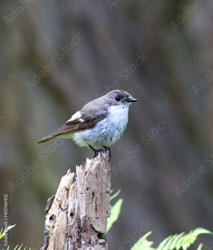 Bonte Vliegenvanger, European Pied Flycatcher, Ficedula hypoleuc photo