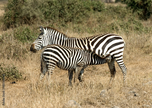 Plains zebra  steppezebra  Equus quagga
