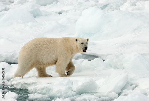 IJsbeer, Polar Bear, Ursus maritimus