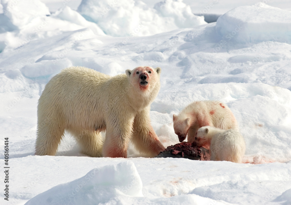 Gardinen - IJsbeer, Polar Bear, Ursus maritimus #405161414