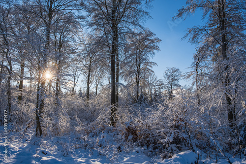 View into a snow-covered forest in the Taunus - Germany as the sun sets